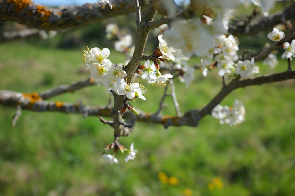 Kriecherl-Bluete_30_P1052086