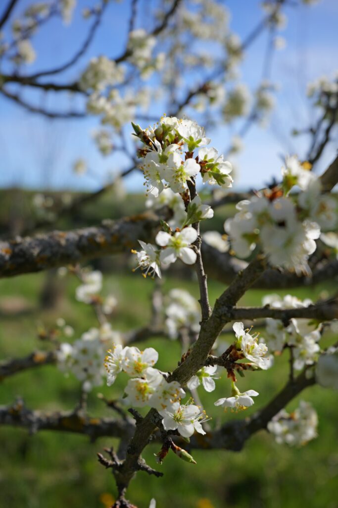 Kriecherl-Bluete_40_P1052087