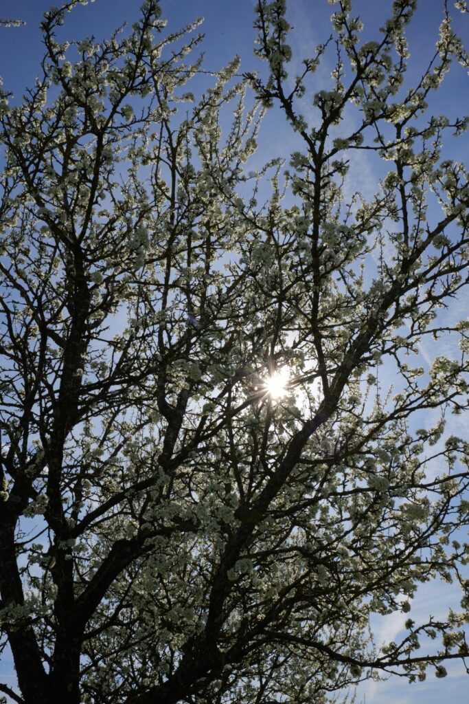 Kriecherl-Bluete_50_P1052107