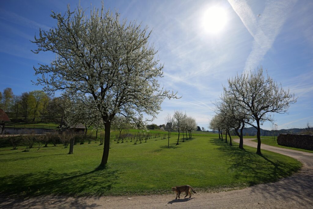 Kriecherl-Bluete_80_P1052114