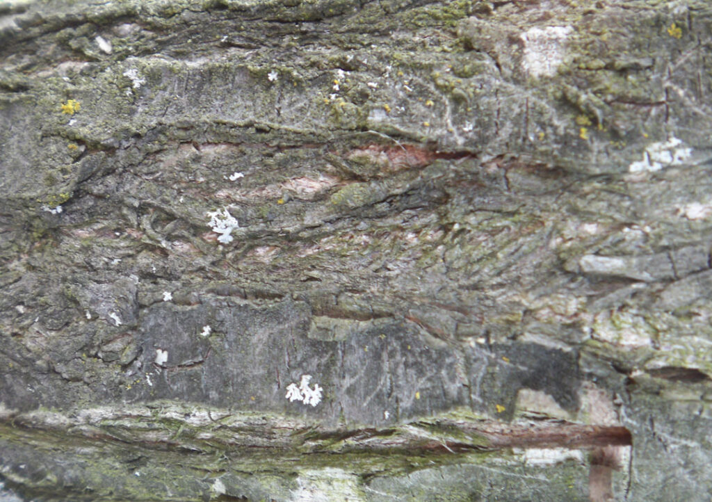 Kriecherlbaum-Rinde