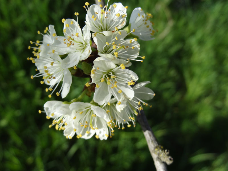Vorschaubild: Kriecherl Blüten Detailaufnahmen