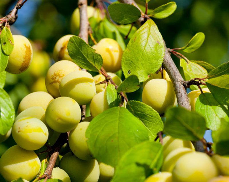 Vorschaubild: Kriecherl-Frucht