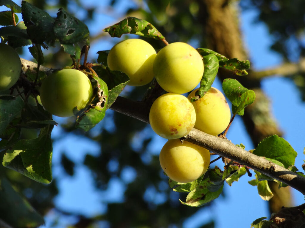 Waldviertler-Kriecherl-am-Baum_01
