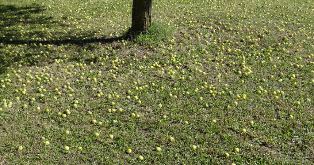 Waldviertler-Kriecherl-erntereif